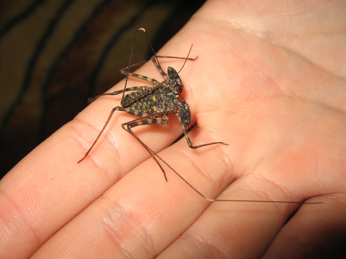 ����� ����������, �5