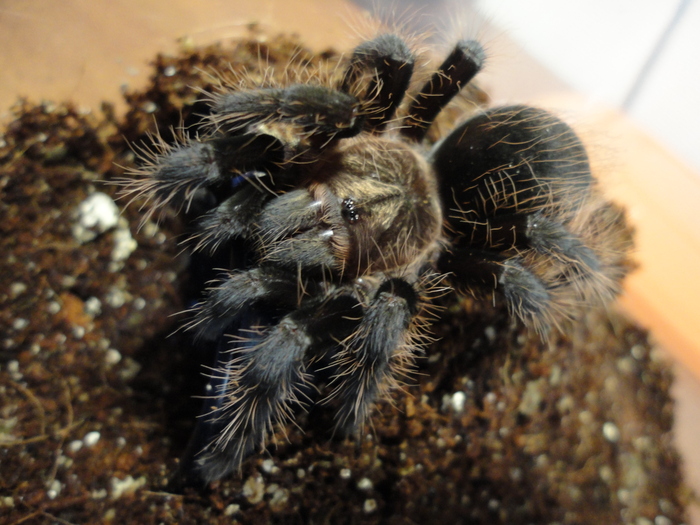 ����� ����������� �6