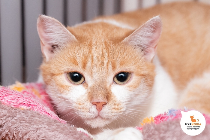 Кошка Мислата, 2 года, приехала с передержки.