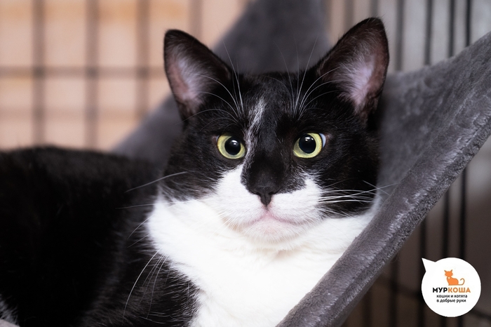 Кот Сыночек, 4 года, найден на улице. Диагностирован ВИК. Пристраивается единственным котиком или в семью с кошками-носителями ВИК. Обращаем внимание, что ВИК не опасен для человека и животных других видов и не передаётся им.