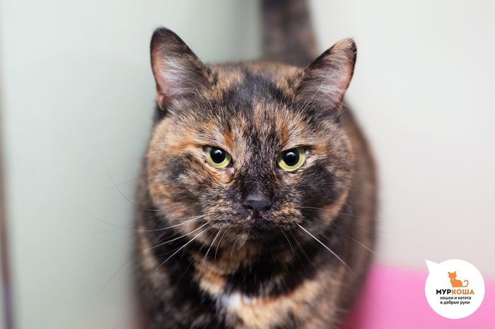 Кошка Соль, 5 лет, домашняя.