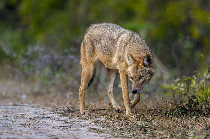 ������ ������ ������