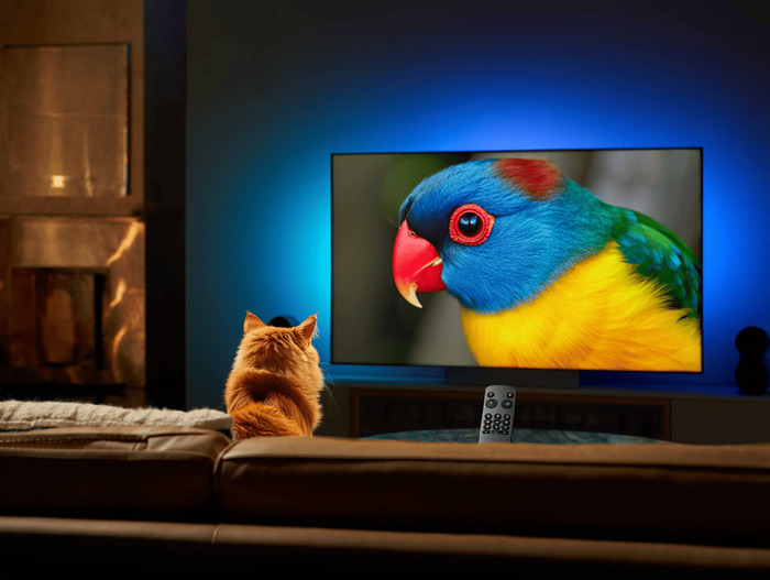 ������� ������ ����������� 55 ������ 4K 2026 ����: ���-25 ������� �� ���� � �������� ��������