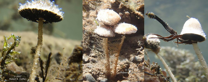 ������ ������ ������� �������