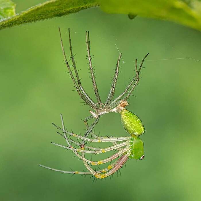 ������ ������� �����-����