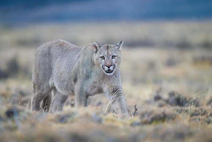 ���� ����� �� �����