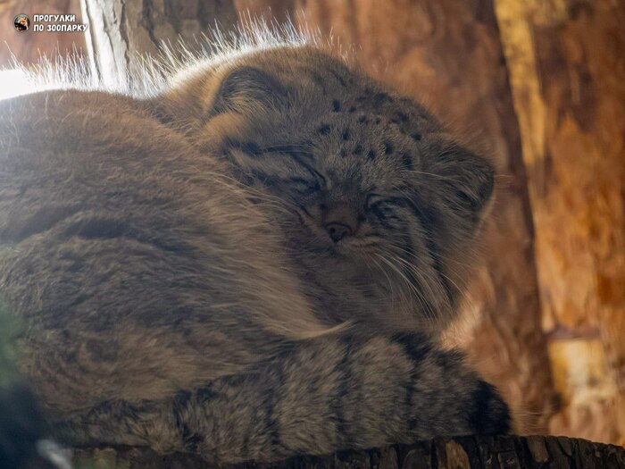 Пушистых снов