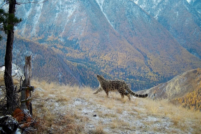 Снежный барс долины реки Юнгур в Республике Алтай. Фото <a href="https://pikabu.ru/story/a_davayte_vot_tak_zhe_razmashisto_s_pravoy_lapyi_ne_oglyadyivayas__shagat_po_zhizni_13606395?u=https%3A%2F%2Ft.me%2Fsailugem%2F7412&t=%D0%BE%D1%82%D1%81%D1%8E%D0%B4%D0%B0&h=b91b0ac261254cc89e449c93d309f81f63fac98d" title="https://t.me/sailugem/7412" target="_blank" rel="nofollow noopener">отсюда</a>