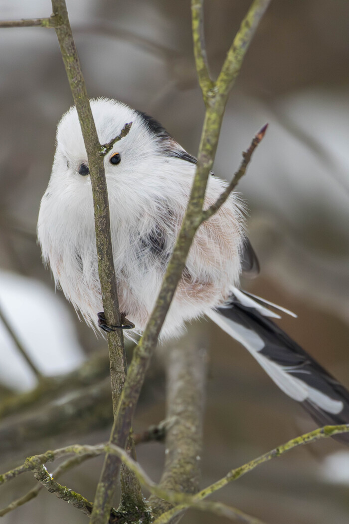 (���� �� ���� ��� ������� ��������)