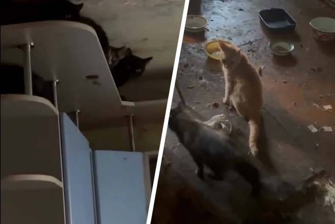 � �������� ����� ������� ��������:�������� <!--noindex--><a href="https://pikabu.ru/story/zhivem_kak_v_bomzharnike_ekaterinburzhenka_prevratila_svoyu_kvartiru_v_pomoyku_i_brosila_tam_10_koshek_13609376?u=http%3A%2F%2FE1.RU&t=E1.RU&h=d14cb2f4849bc246a517d6332b909846dc263a36" title="http://E1.RU" target="_blank" rel="nofollow noopener">E1.RU</a><!--/noindex-->