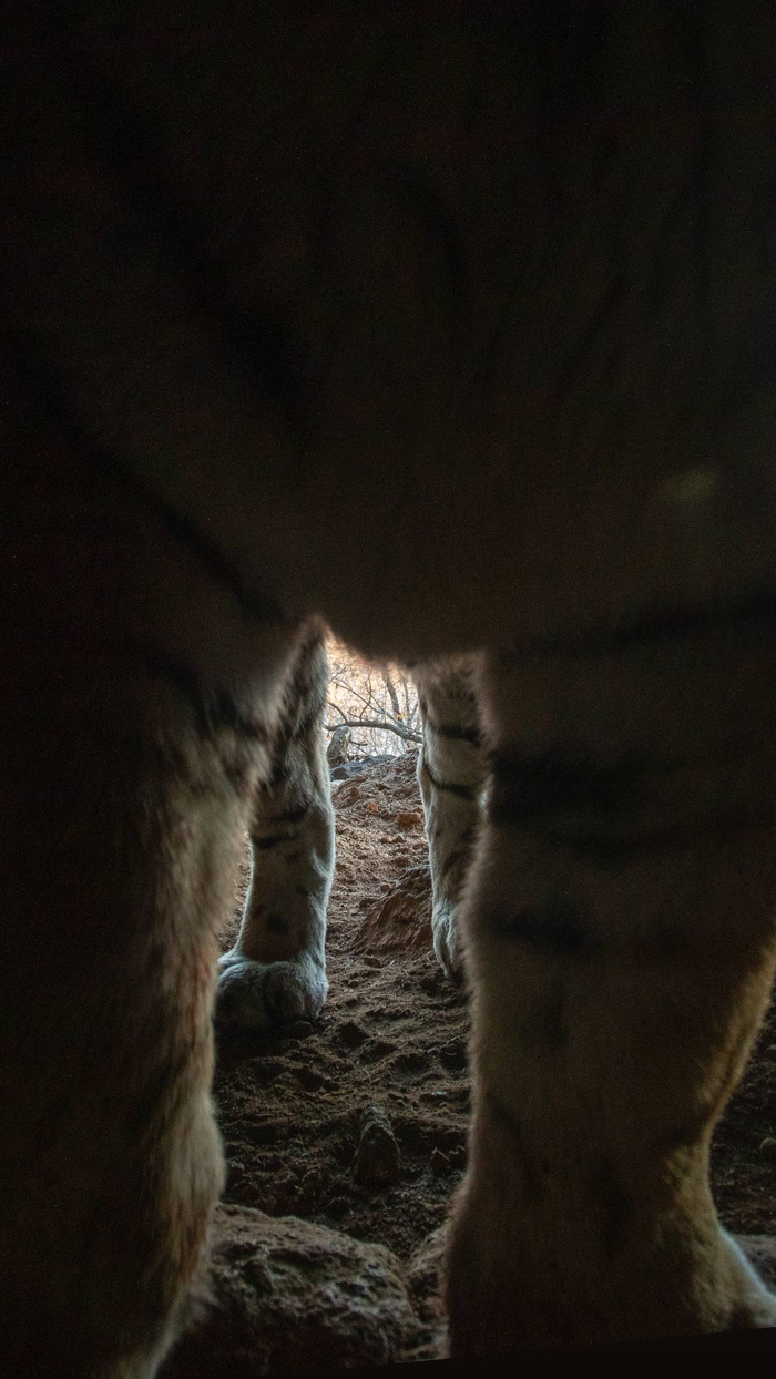 ���� <a href="https://pikabu.ru/story/prodolzhenie_posta_mne_tolko_sprosit_13609812?u=https%3A%2F%2Ft.me%2Famurtigercenter%2F5789&t=%D0%BE%D1%82%D1%81%D1%8E%D0%B4%D0%B0&h=57cd5305cf3c1308bd250043b7f7b9b59f32d68f" title="https://t.me/amurtigercenter/5789" target="_blank" rel="nofollow noopener">������</a>