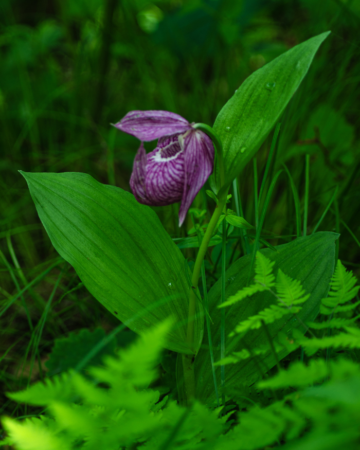 Фиолетовый