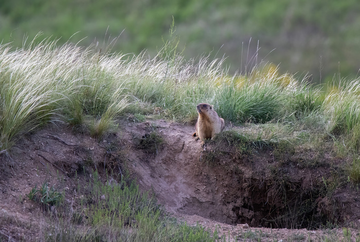 ��������� ��������� ������