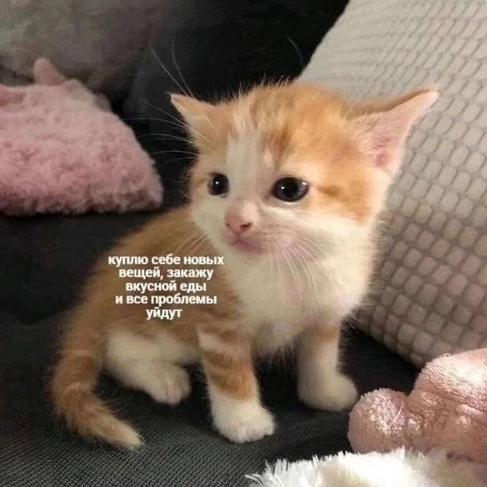 ������� ���������