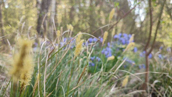 ����� �� ����� ����� ( �������� �� �� ������������ �� �����) ������ ����� ����������� ���� ������ ���������������� ������, ��� ����������� �������.