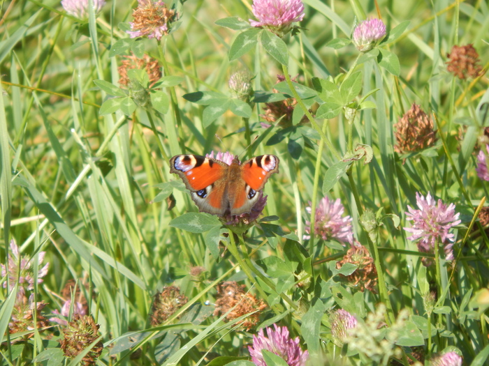 �������� �������� ����.