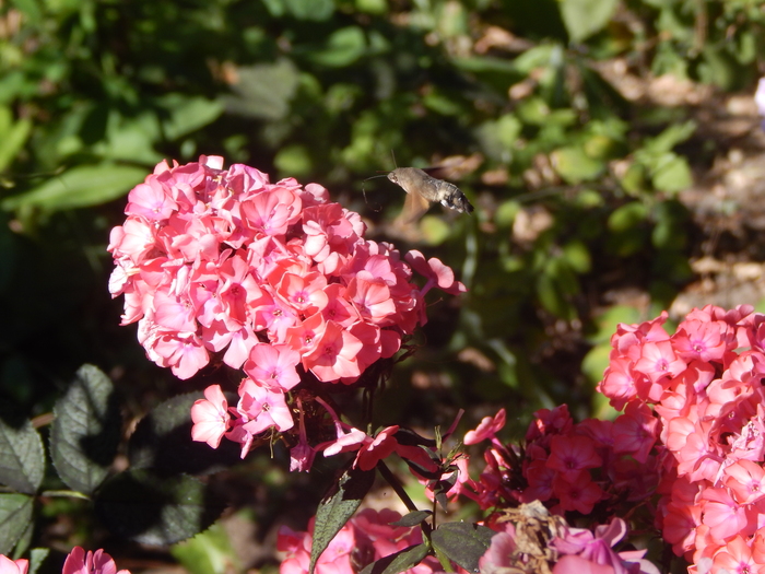 ������ ������������ - �������� �����.