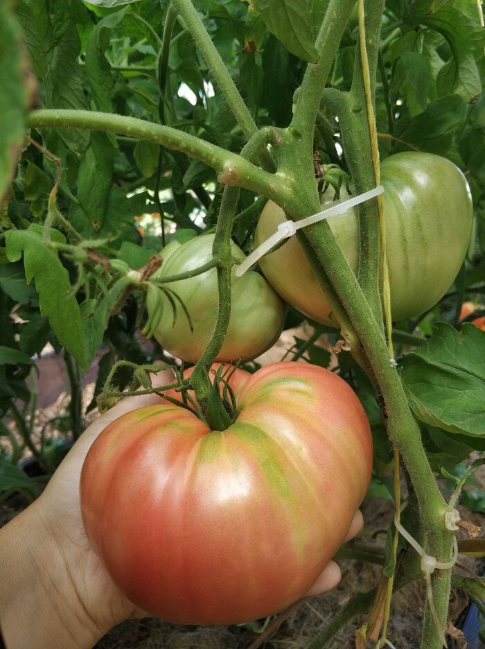 Гигант Новикова