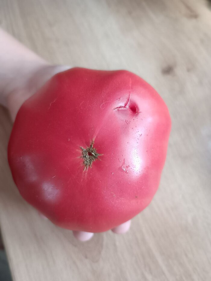 Гигант Новикова