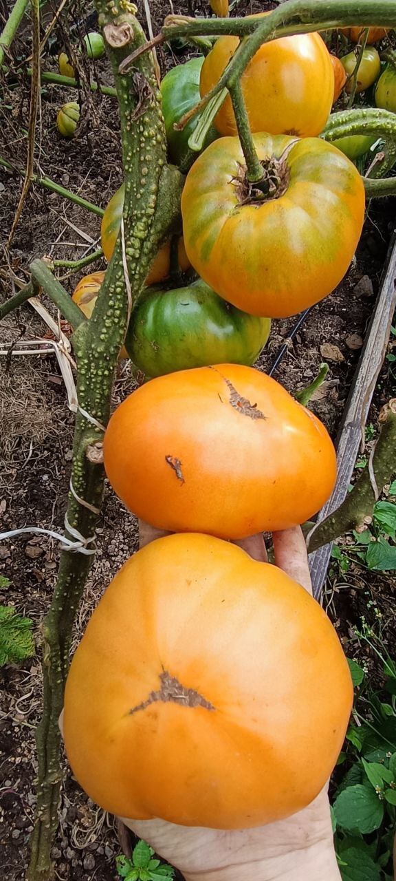 Летний абрикос