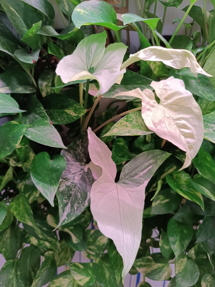 ��������� Imperial White 