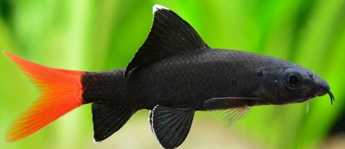 �����. ��������������� ����������� ��������. ����, ����������, ��� ��������� ����