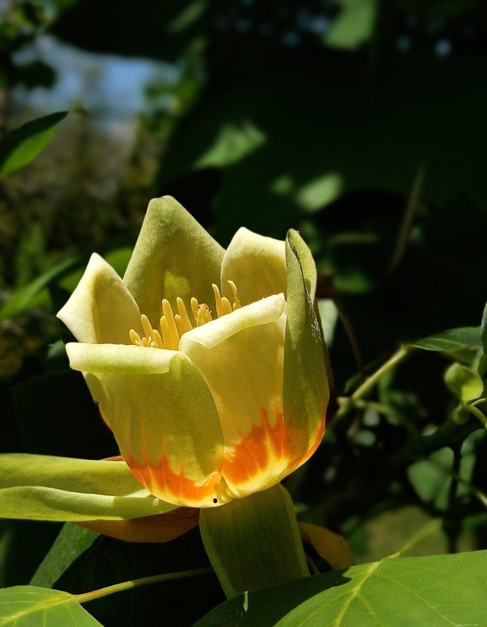 ������ ������������� ������������. ���� �. ��������.