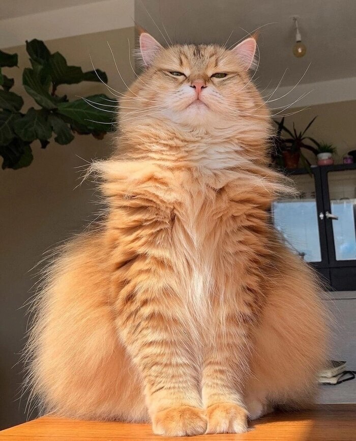 ���� ������������