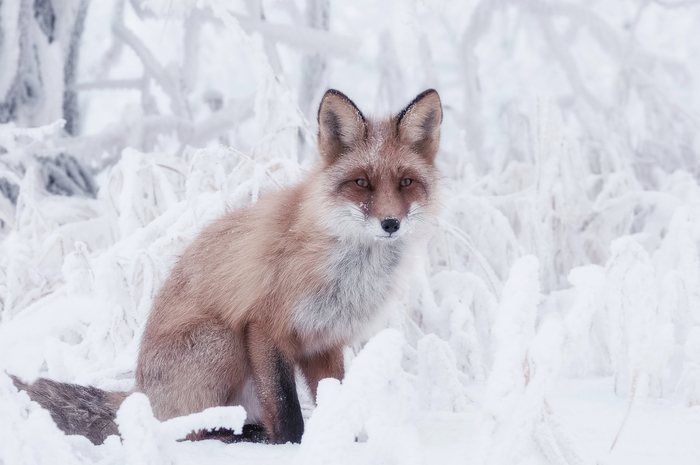 ����: ������ ������ <a href="https://pikabu.ru/story/lis_13616009?u=https%3A%2F%2Frtraveler.ru%2Fphoto%2F1480903%2F%3Feditorial_photos%3D1&t=%D0%BE%D1%82%D1%81%D1%8E%D0%B4%D0%B0&h=01257d28fc55ddd53d90bddff73509f812b2086d" title="https://rtraveler.ru/photo/1480903/?editorial_photos=1" target="_blank" rel="nofollow noopener">������</a>