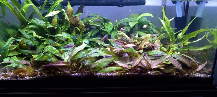 �������� �����������