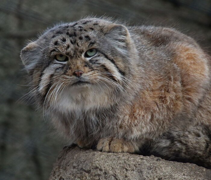 ����� ���������