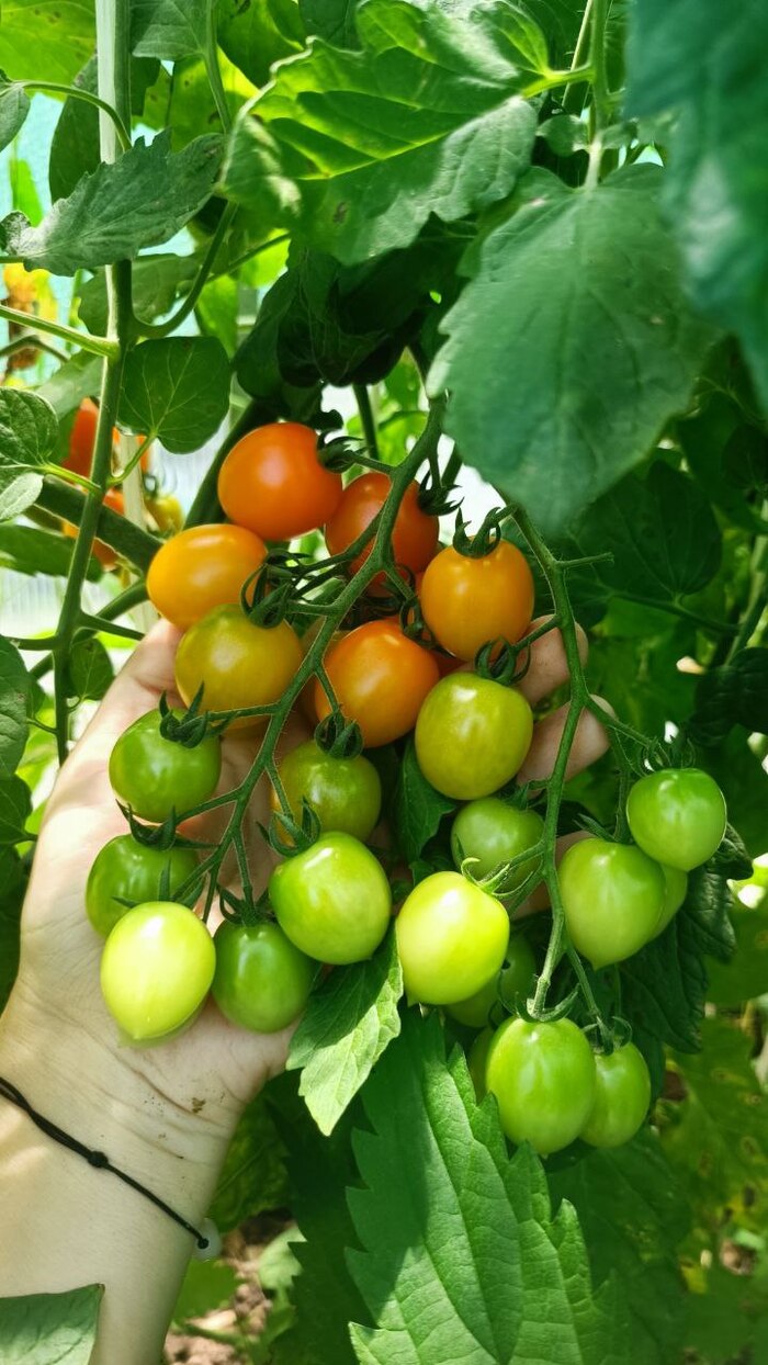 Оранжевая гирлянда