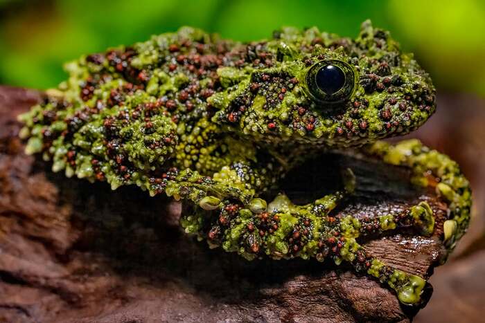 ���������� ���������� ���������