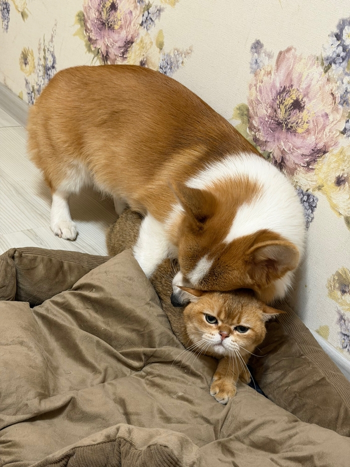 �������������� ������ ������