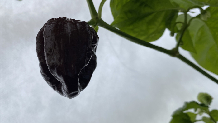 �������� ���������� ������� � ����� ����� ����