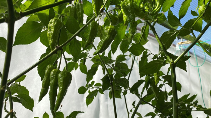 ���� ������ �������� � ��������� �����