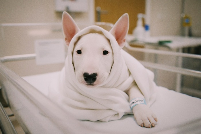 выписка вес 3кг