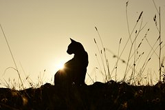 ����: Erhan Sinmaz / Shutterstock / Fotodom