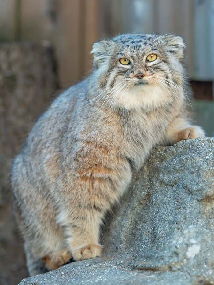 �� ��������?