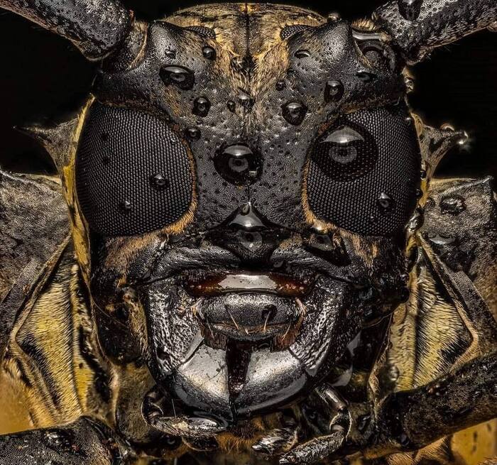 ������� ���� ������ ����-�����