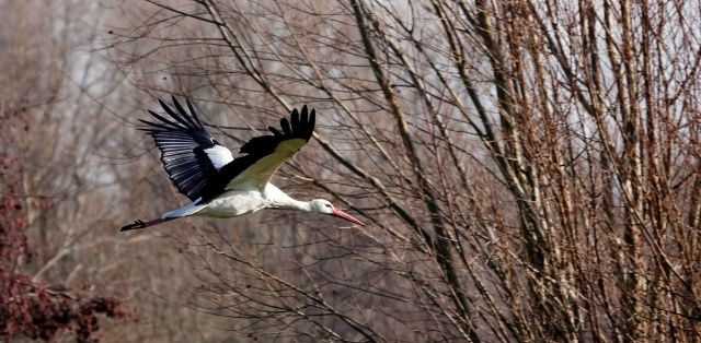 Однажды удалось запечатлеть.