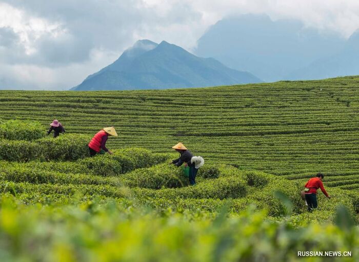 ���� ������� ����� � ��������� ������ (���). ���� � ����� <!--noindex--><a href="https://pikabu.ru/story/iz_istorii_chaya_13627398?u=http%3A%2F%2Frussian.news.cn&t=russian.news.cn&h=c2bf5d67fd9025d57ef8b752401ab0b85a88bc8f" title="http://russian.news.cn" target="_blank" rel="nofollow noopener">russian.news.cn</a><!--/noindex-->.