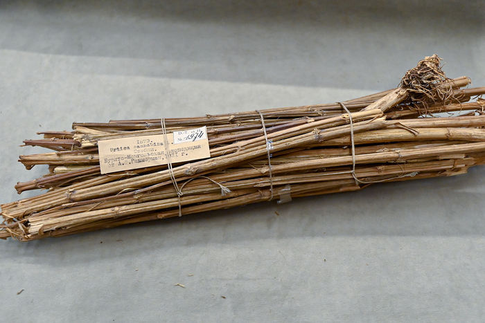 ����� ������ ������� ���������� (Urtica cannabina). ������� �.�. ���������, 1931 ���. ����� ������������� ����� ��� ���.