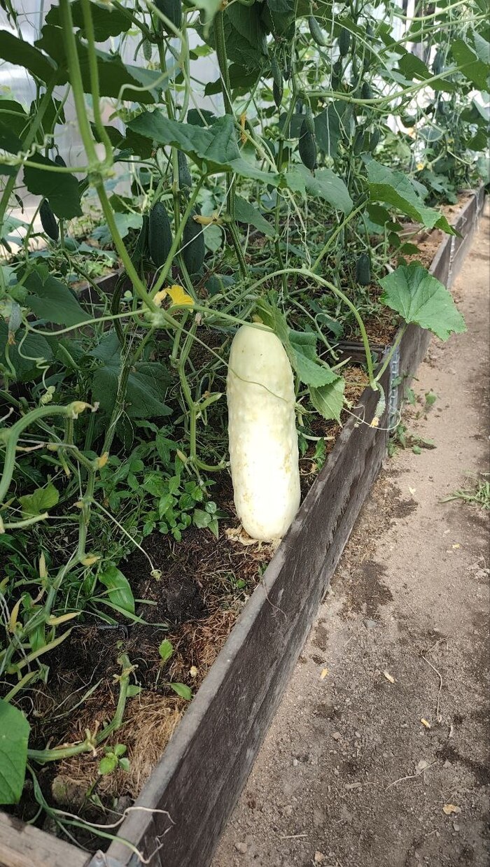 ������ ���������� ��������� �������� �� ����� �������