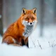 Аватар пользователя RedLisovin