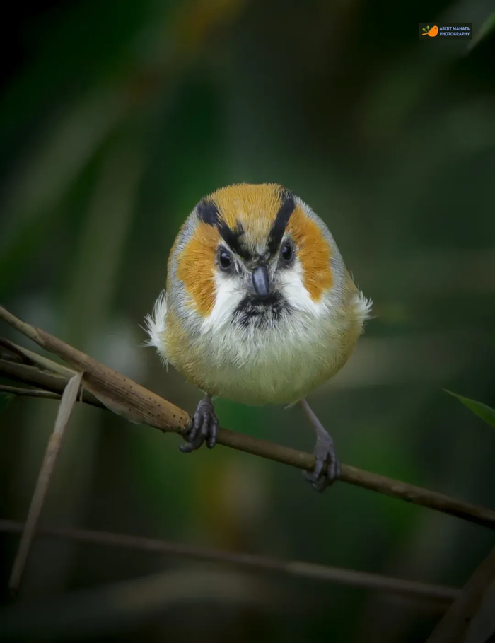 �������� ������.