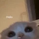 ����� ����� ������ ���� �����������