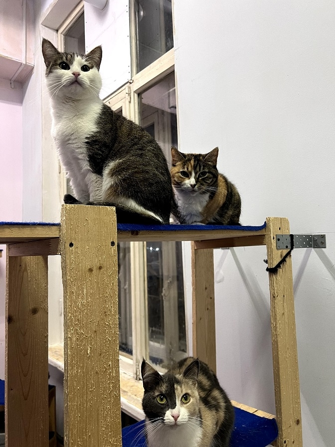 ����-����� "������� ���������� � �� ������"