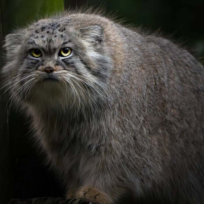 ������� ���������� ������