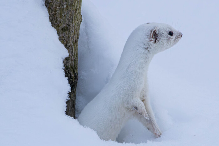 (Жмем на фото для лучшего качества)